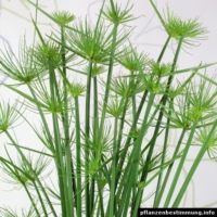 Cyperus haspan