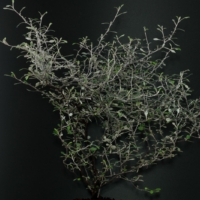 Corokia cotoneaster