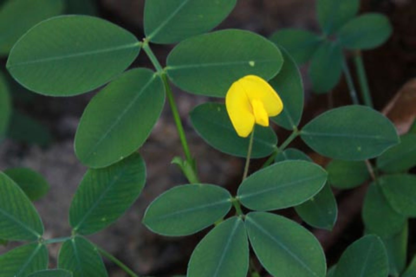 Arachis pintoi