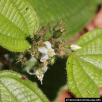 Clidemia hirta