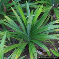 Pandanus amaryllifolius