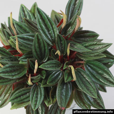 Peperomia rotundifolia