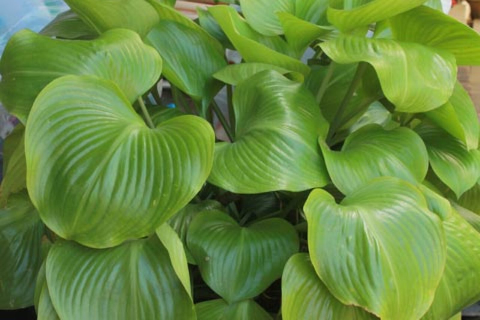 Proiphys amboinensis