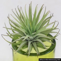 Tillandsia espinosae