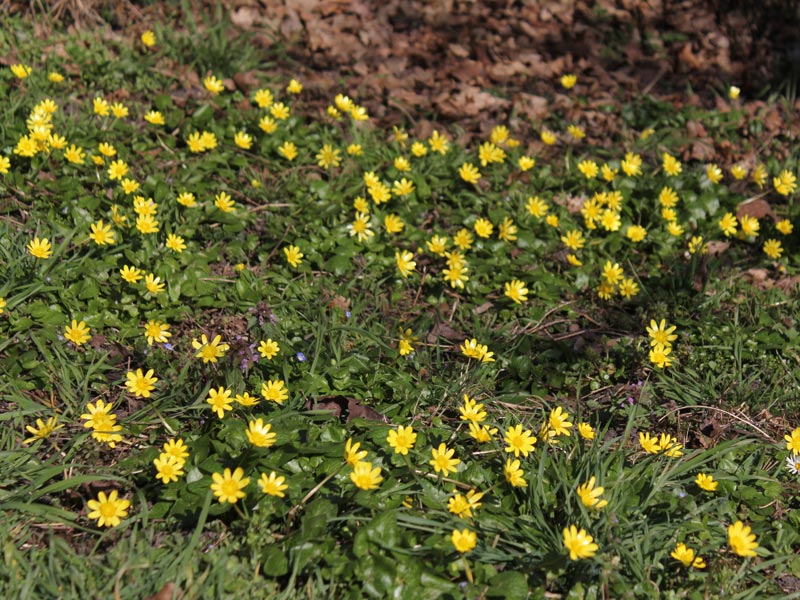 Ficaria verna