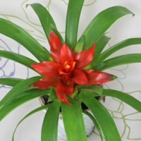 Guzmania lingulata