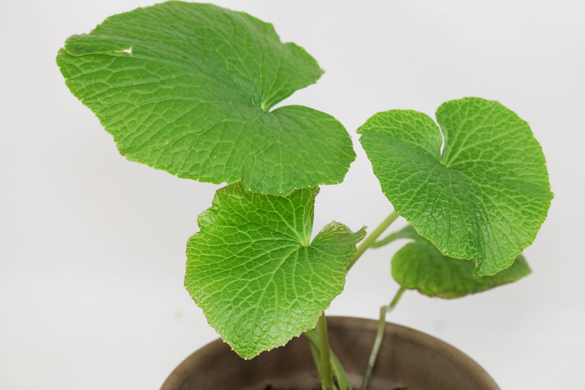 Eutrema japonicum