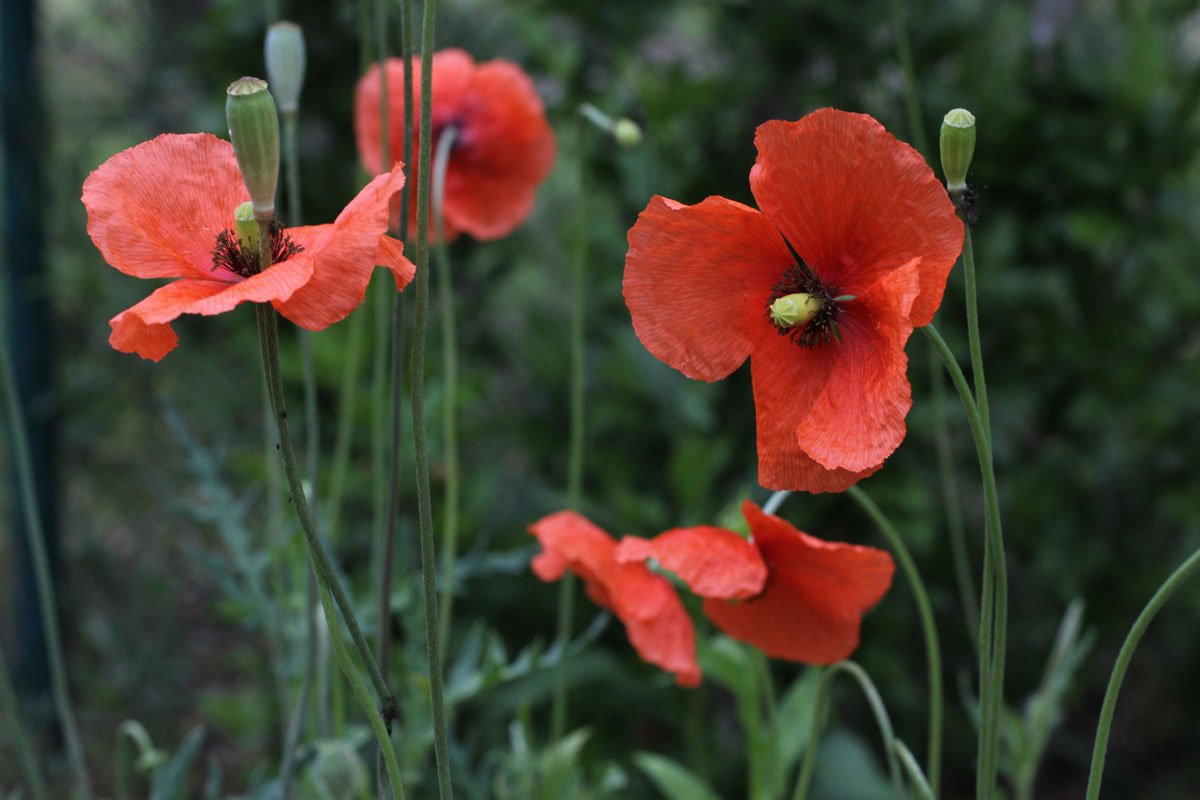 Papaver rhoeas