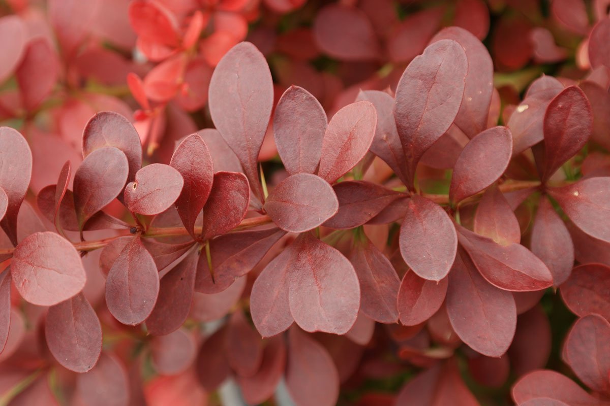 Berberis thunbergii Atropurpurea