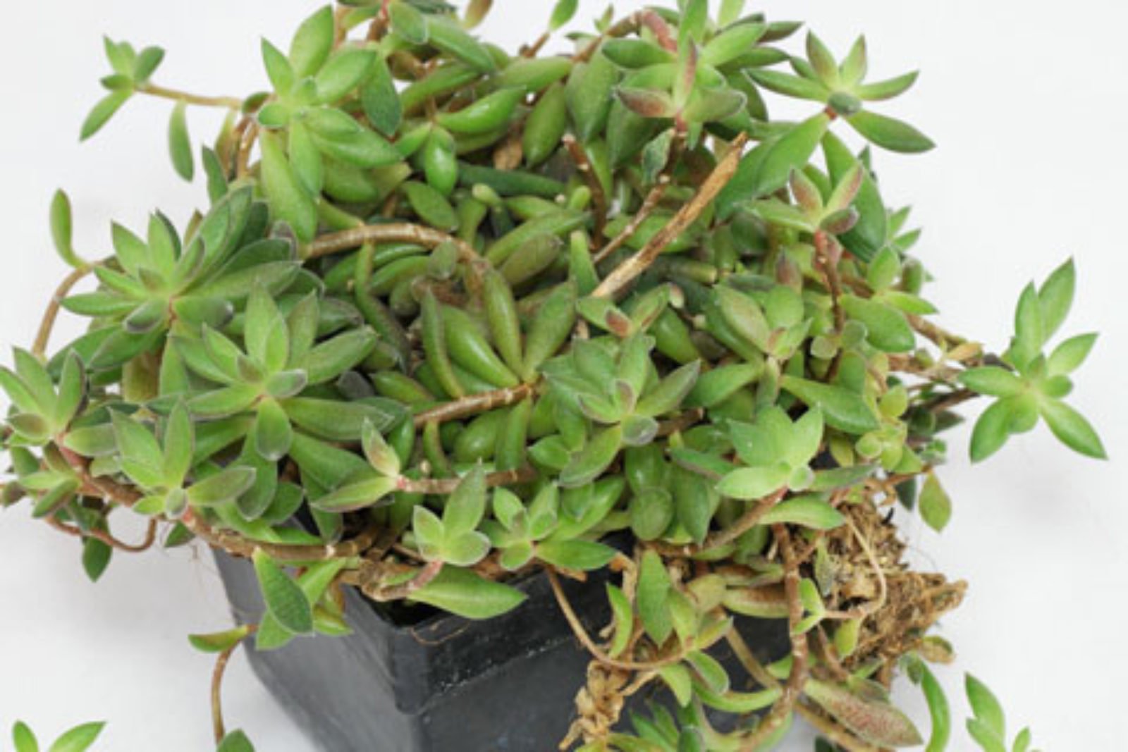 Sinocrassula yunnanensis