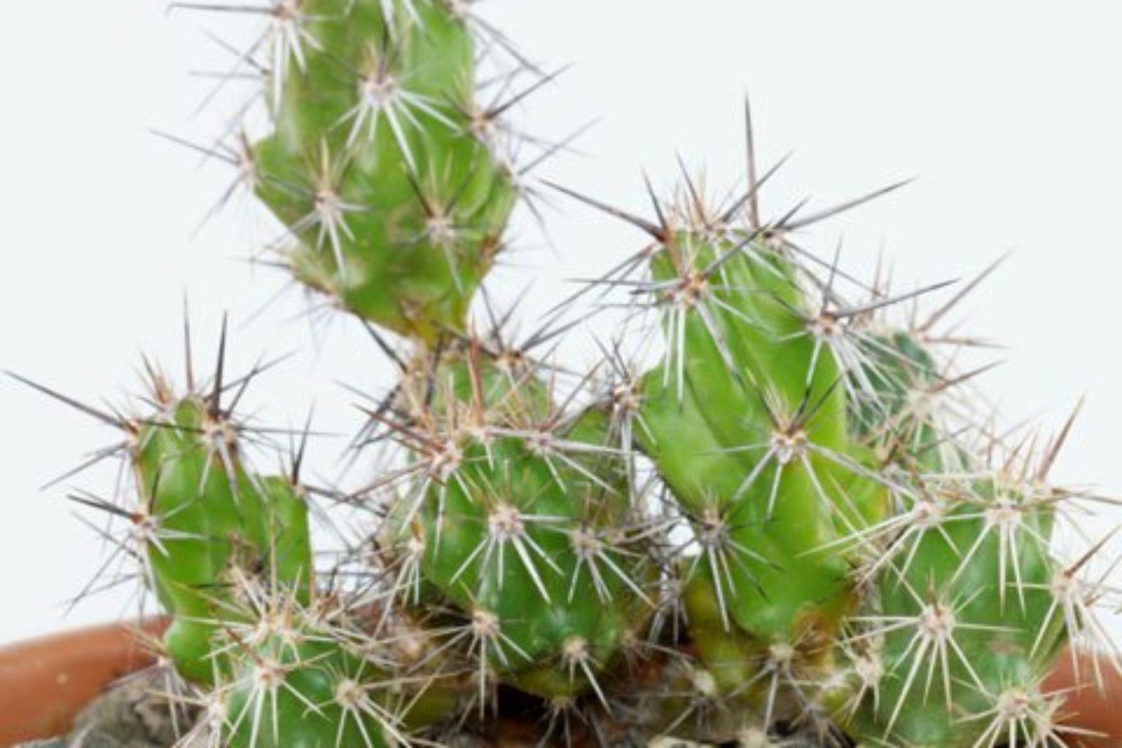 Corynopuntia grahami