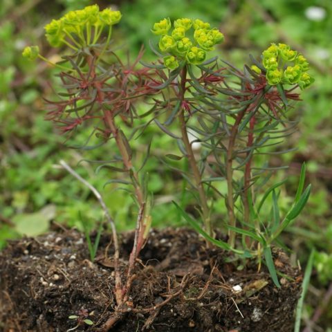 Euphorbia cyparissias Rubra