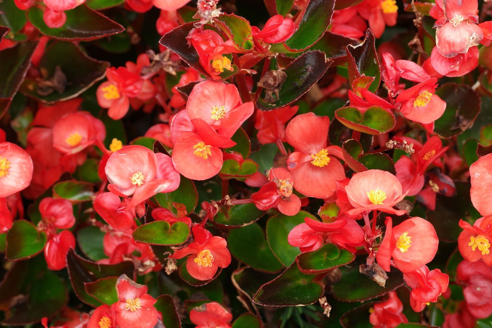 Begonia × semperflorens cv.