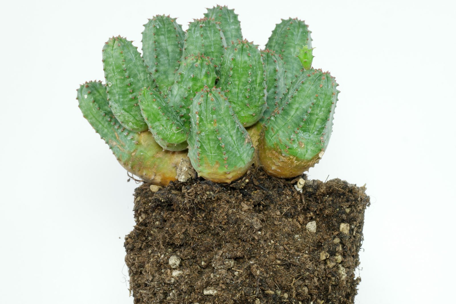 Euphorbia globosa × obesa