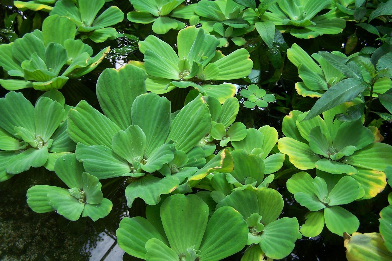 pistia stratiotes neonfisken plantasflores pflanzenbestimmung água alface lechuga