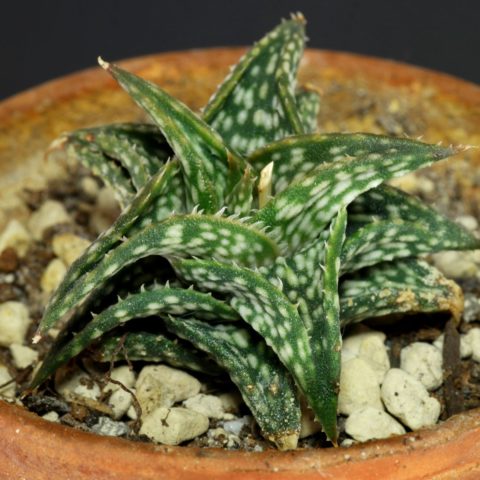 Aloe descoingsii