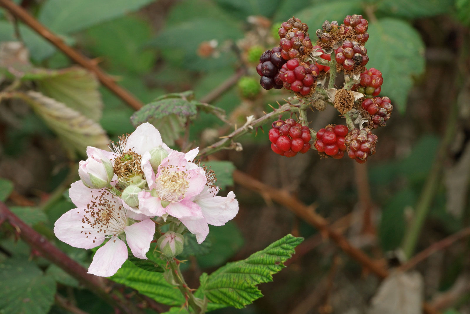 Rubus sectio Rubus