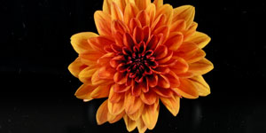 Reihenfolge unserer favoritisierten Amaranthus tricolor