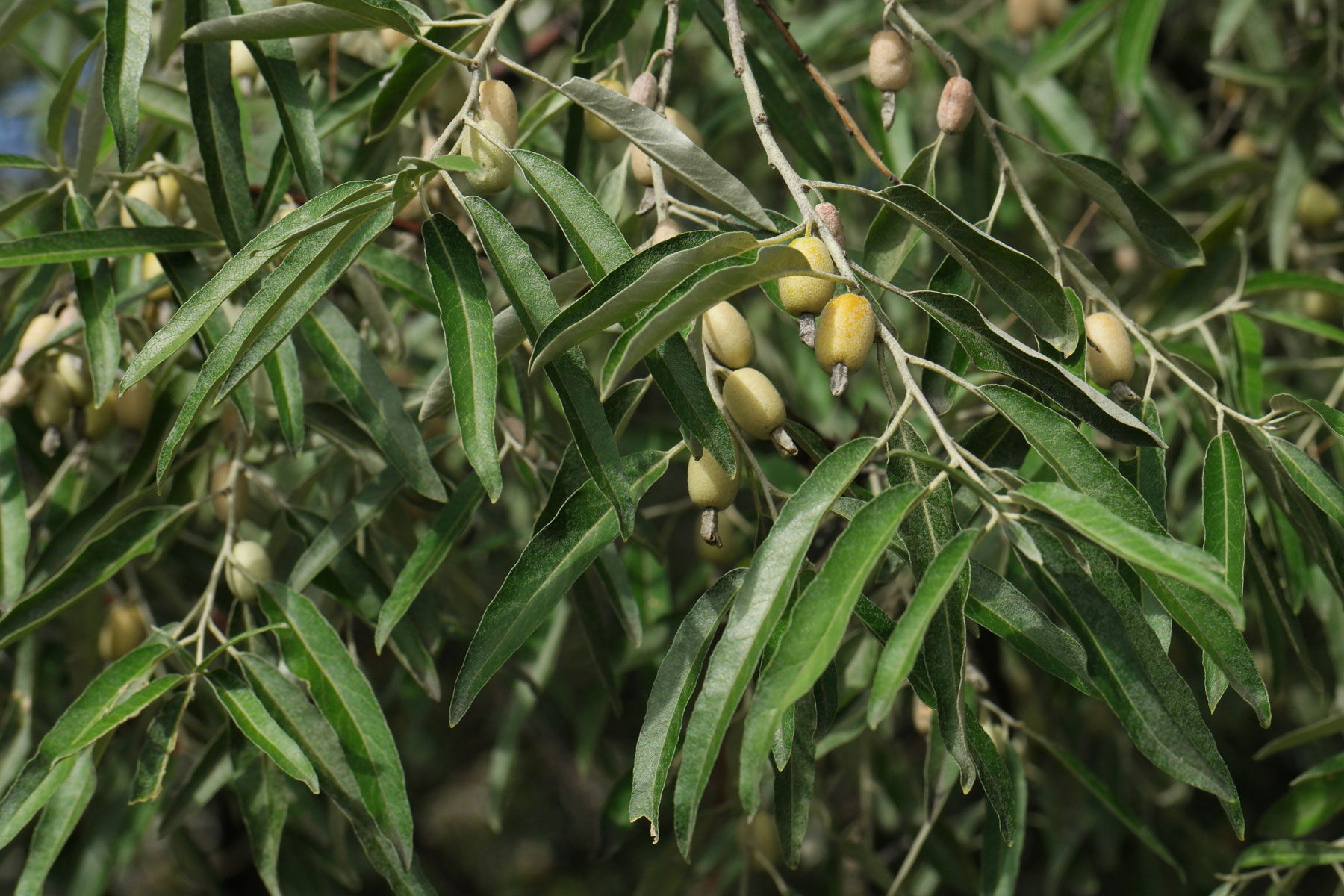 Elaeagnus angustifolia Beeren