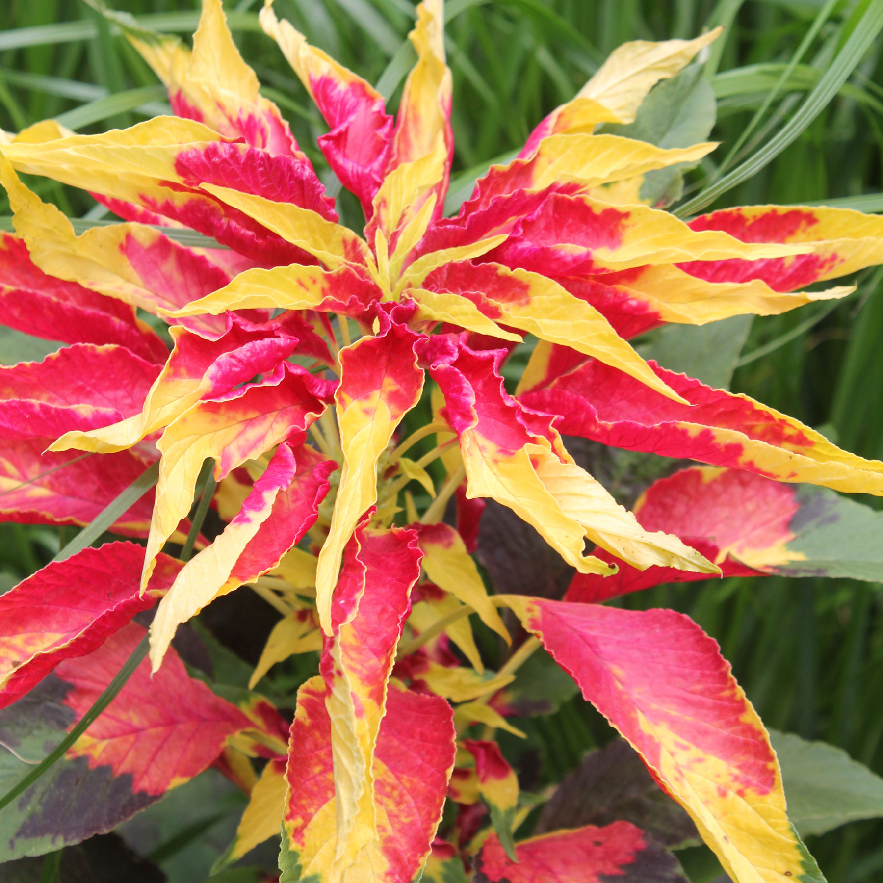 Amaranthus tricolor 1