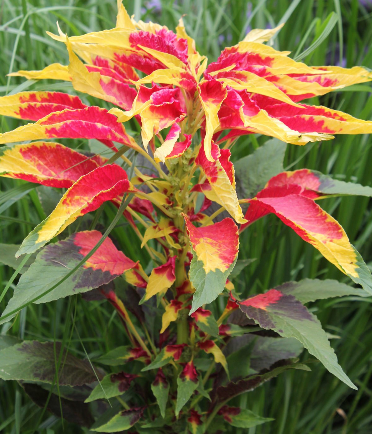 Amaranthus tricolor cv.