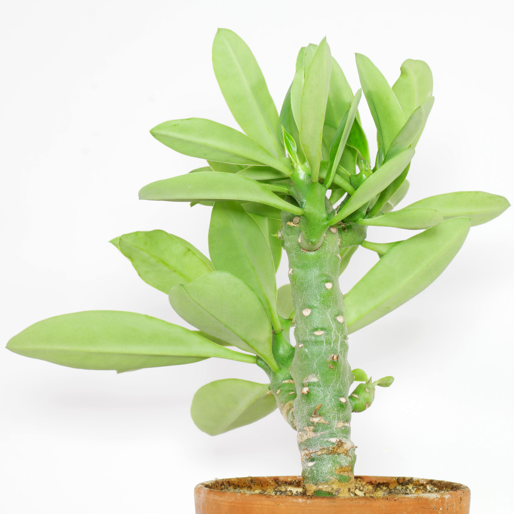 Euphorbia nivulia 1