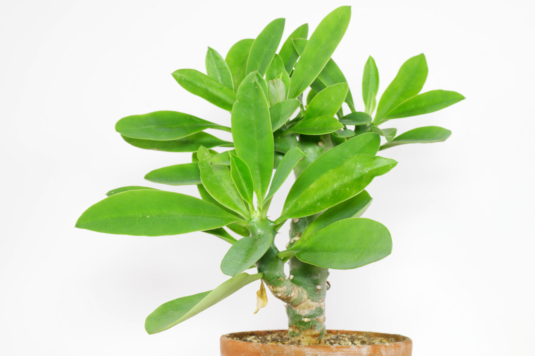 Euphorbia nivulia