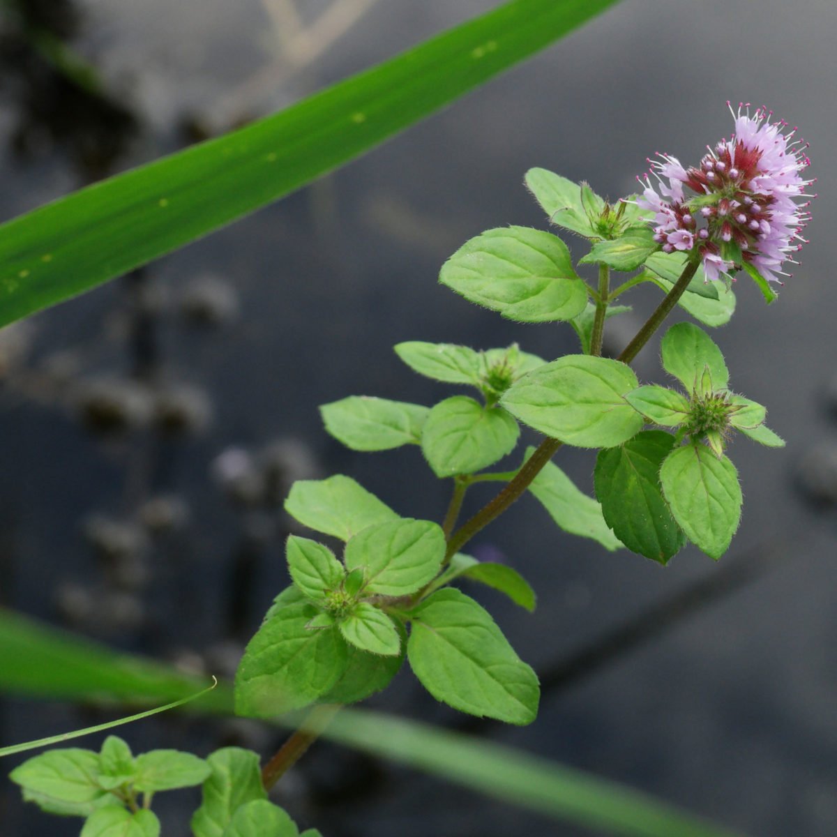 Wasser Minze Mentha Aquatica wasser-minze-mentha-aquatica