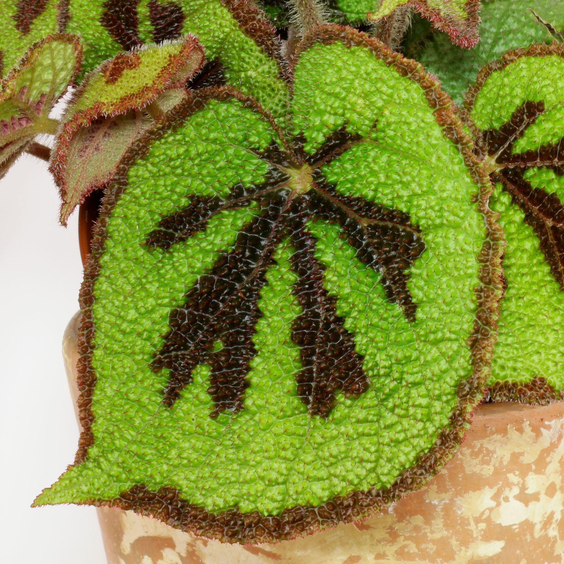 Begonia masoniana