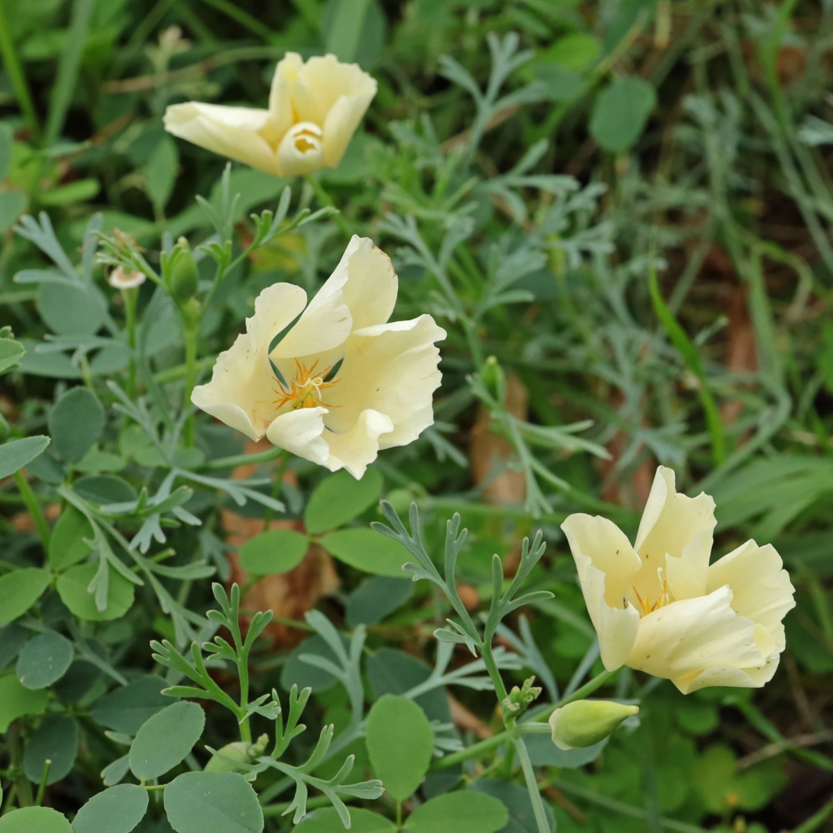 Chelidonium majus