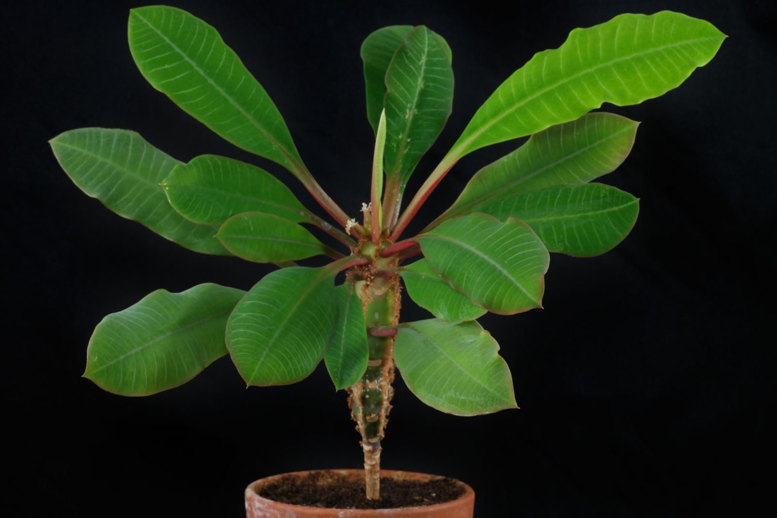 Euphorbia leuconeura