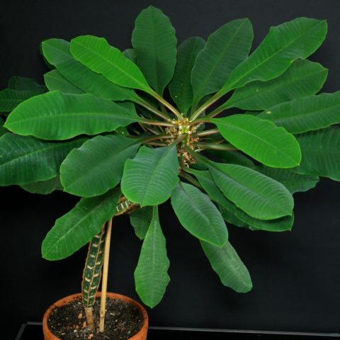 Euphorbia leuconeura 4