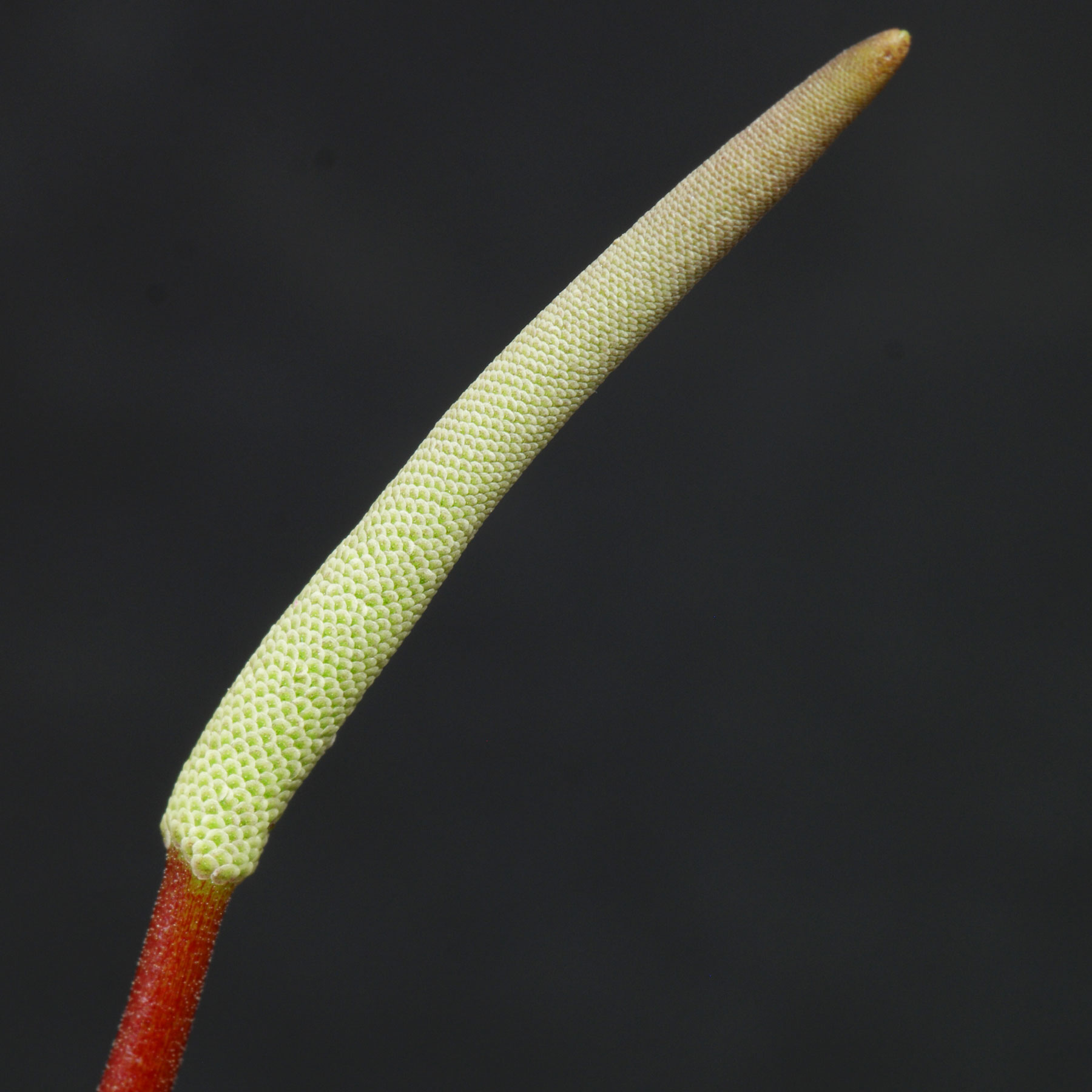 Peperomia graveolens