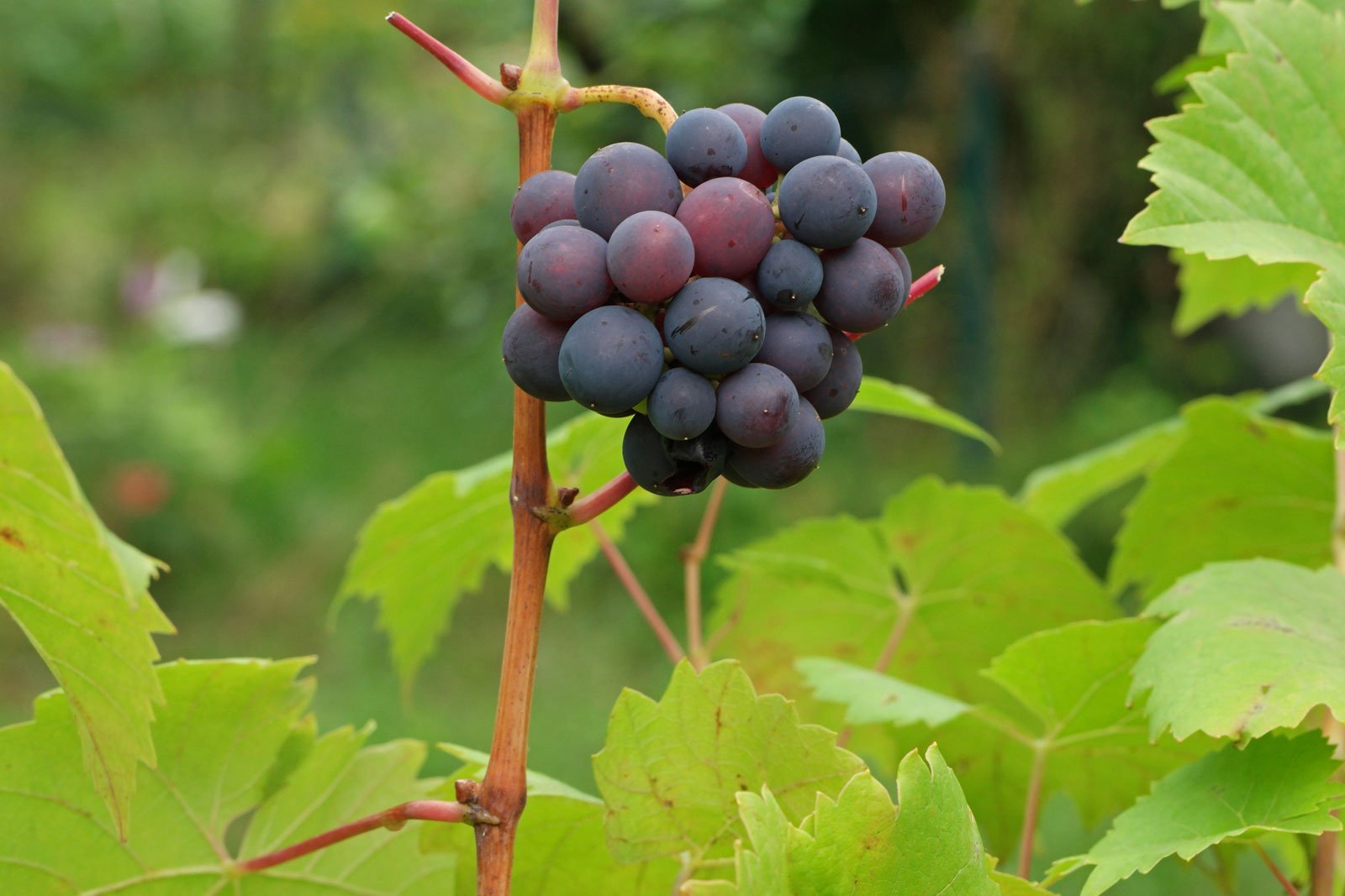 Vitis vinifera ssp vinifera 1