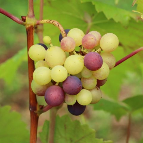 Vitis vinifera ssp vinifera