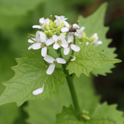 1Mini-Pflanze,Blüten ähnl.weiße Stockrose Kunststoff/Textil Tontopf,Blumentopf 