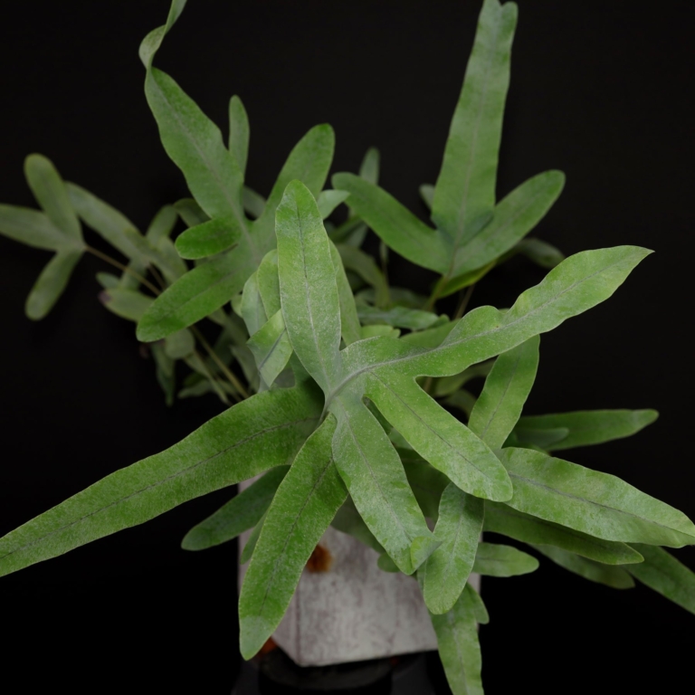 Phlebodium aureum
