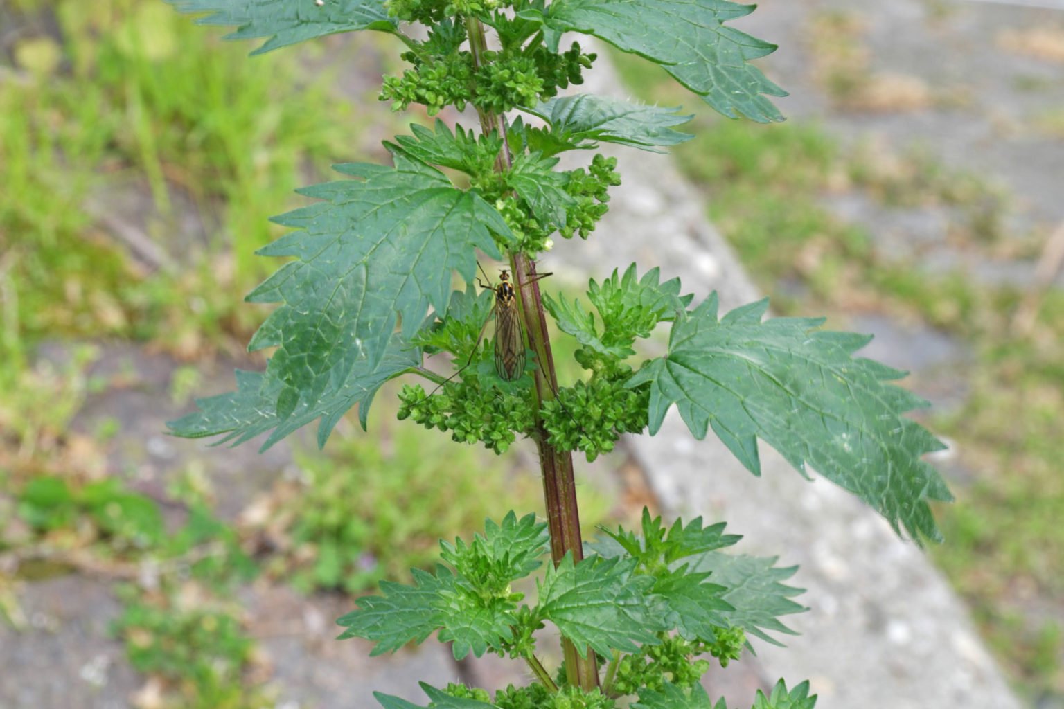 Urtica urens