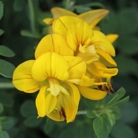 Lotus corniculatus Pleniflorus