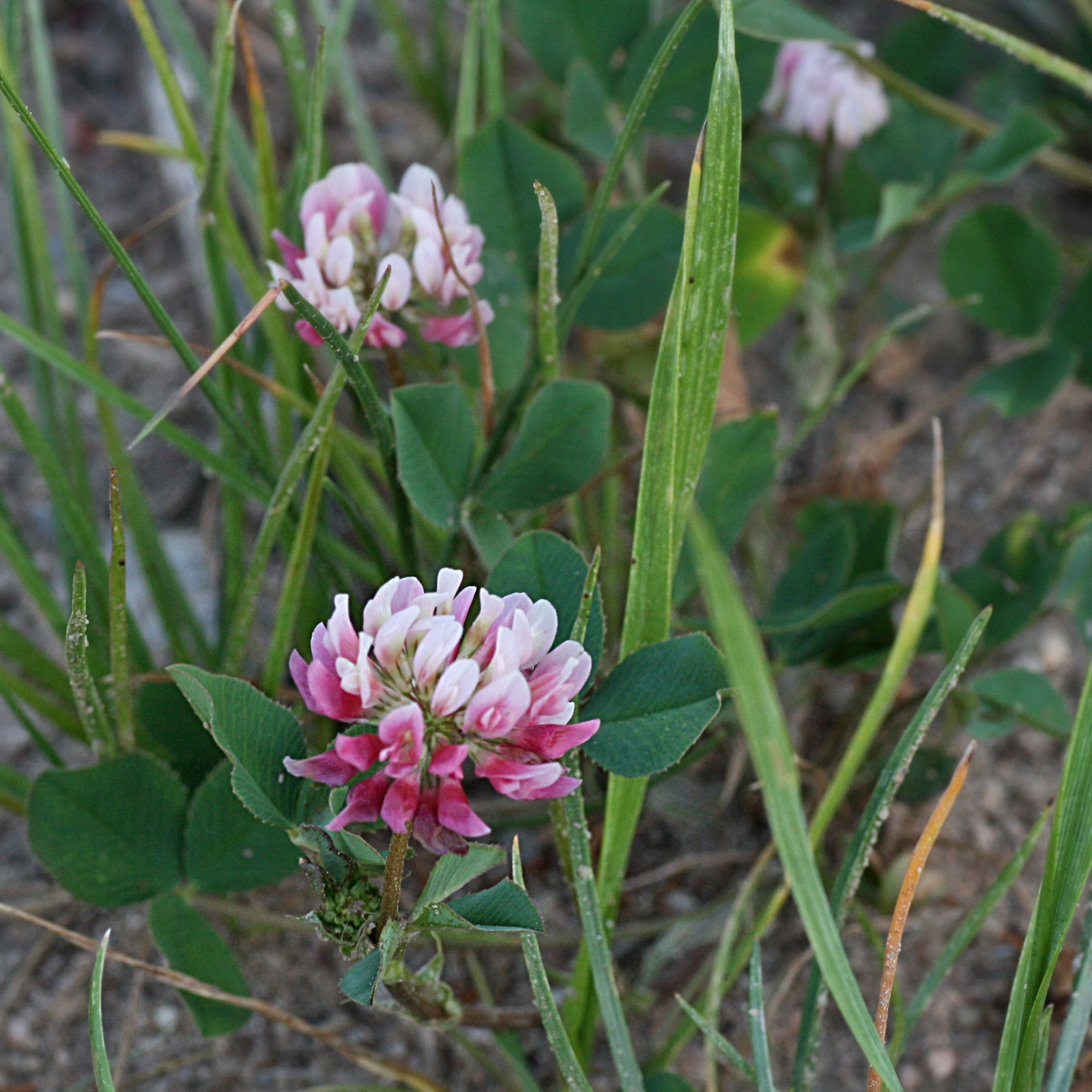 Trifolium hybridum