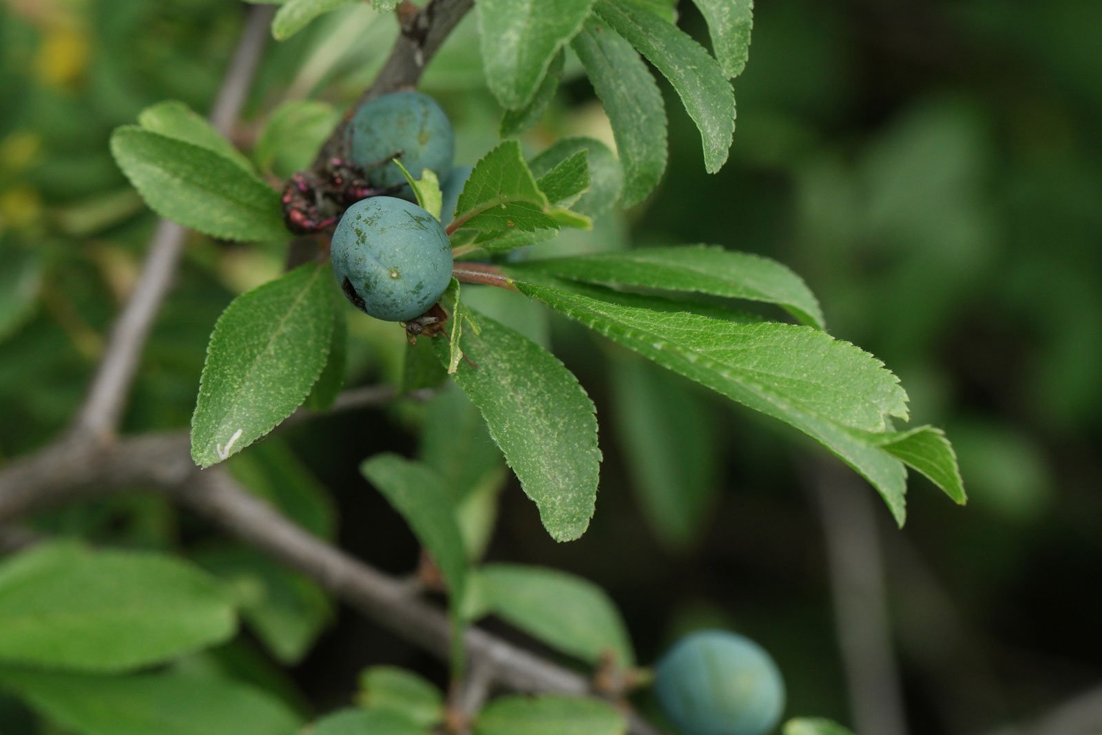 Prunus spinosa Schlehe