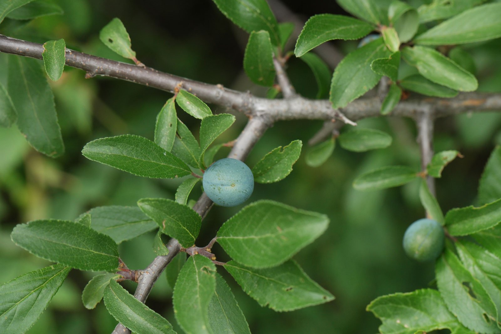 Prunus spinosa Schlehe