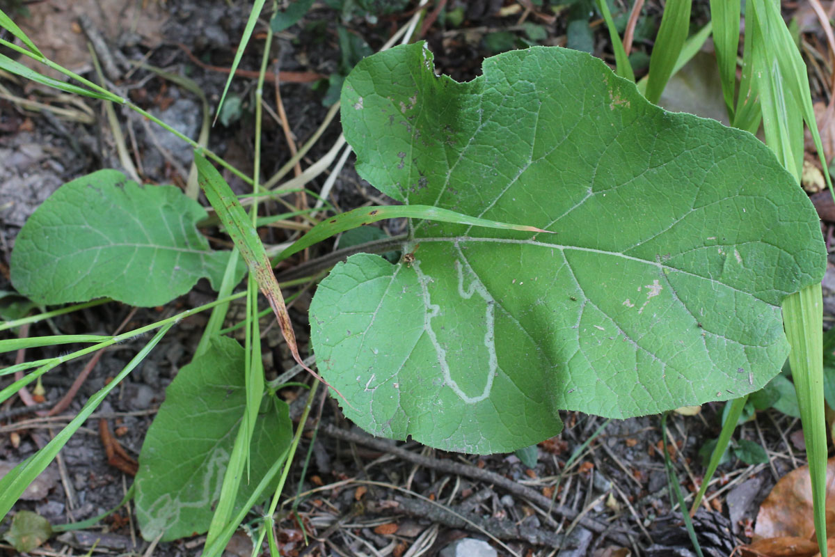 Arctium lappa