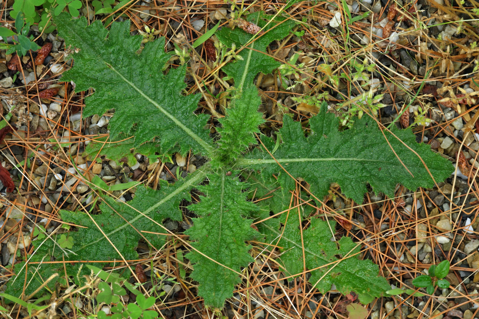 Cirsium vulgare
