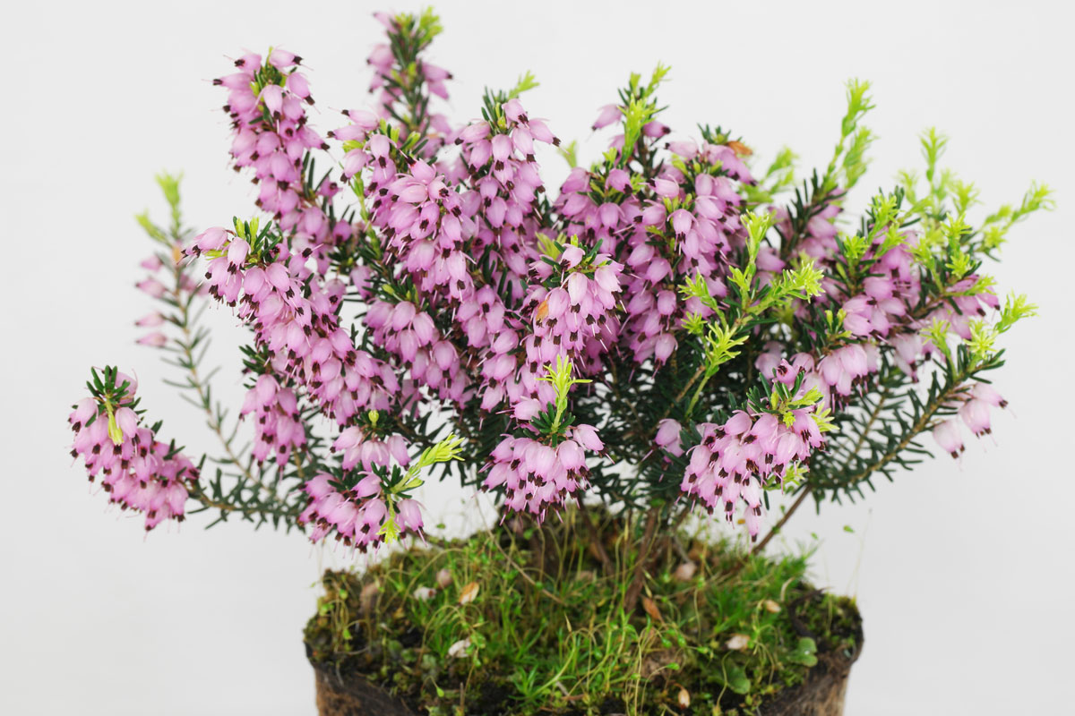 Erica carnea Rosalie