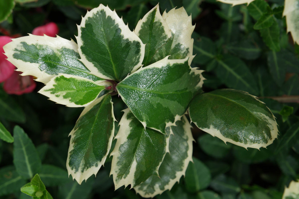 Ilex aquifolium Variegata