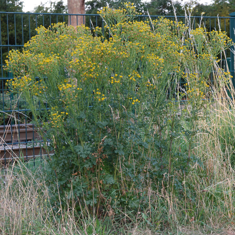 Jacobaea vulgaris ssp dunensis