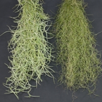 Tillandsia usneoides
