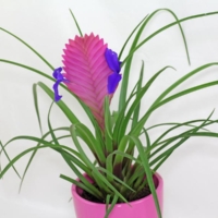 Tillandsia cyanea