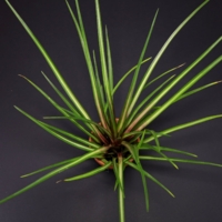 Wallisia cyanea Albo Marginata